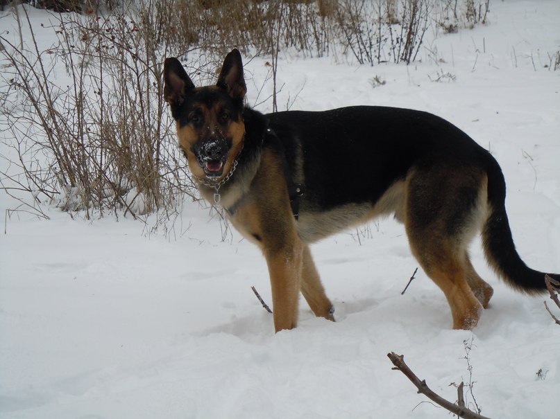 Елена Levit | Николаев