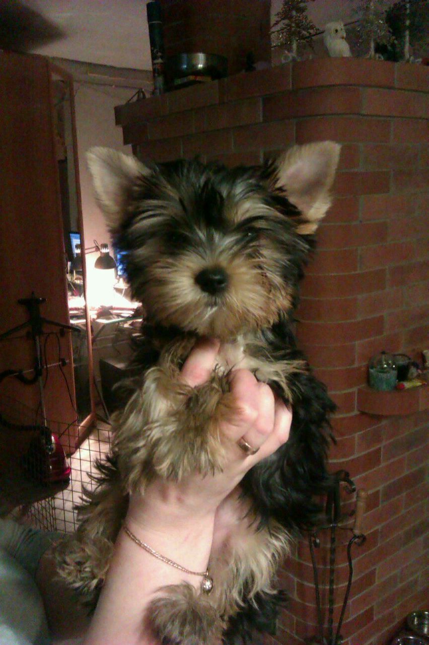 Ольга Петровская-Гришина | Петрозаводск