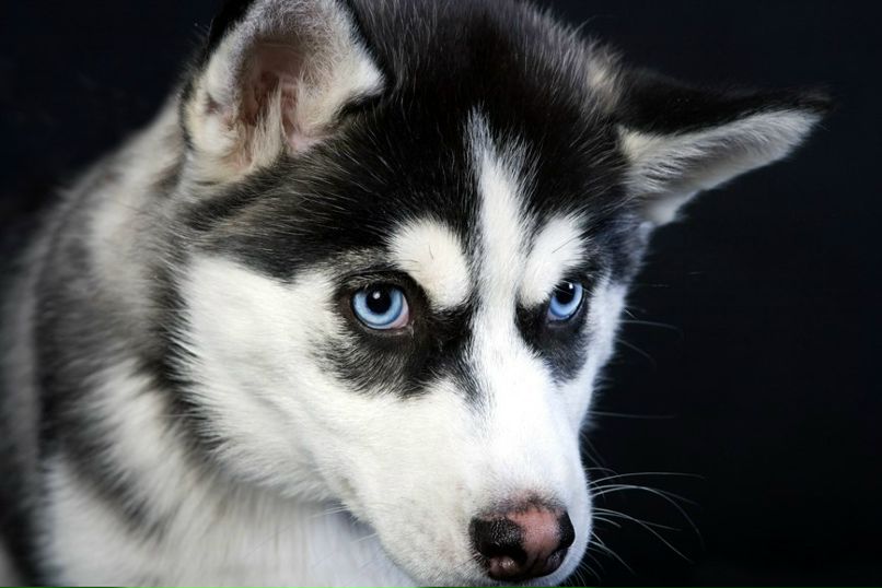 Ольга Вахмистрова | Москва