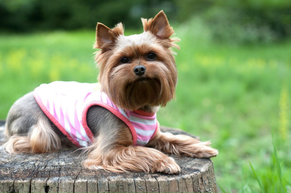 Елена Савченко | Киев