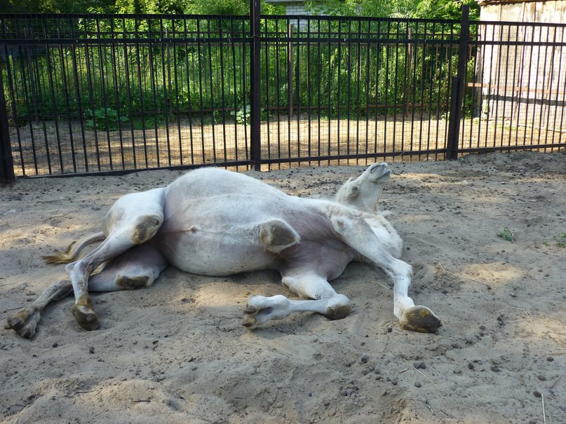 Руслан Иванов | Арск