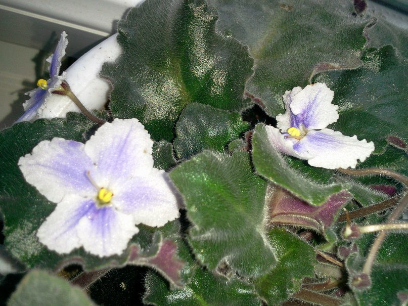 Инга Злобина | Севастополь