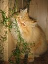 Фотография Томас Котович