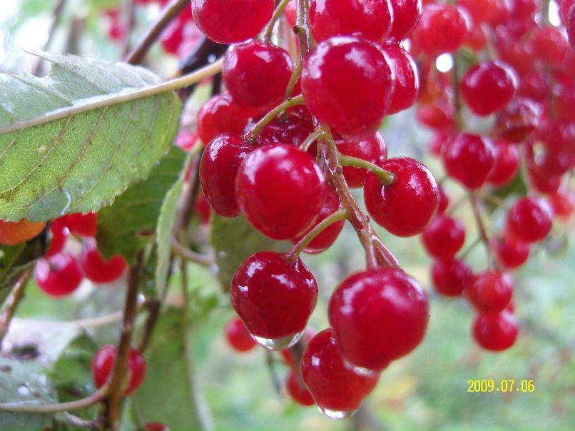 Любовь Посконная | 