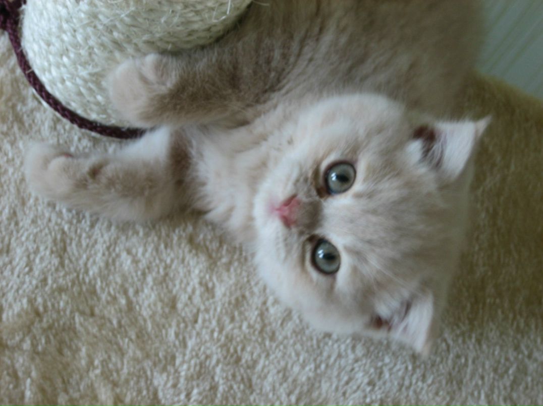 Анна Усик | Киев