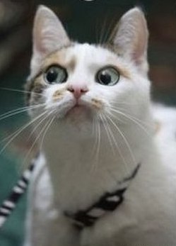 Инна Колесникова °•♥•°Surrender°•♥•° | Черкассы