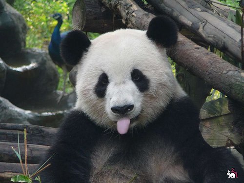 Виталий Лаврик | 