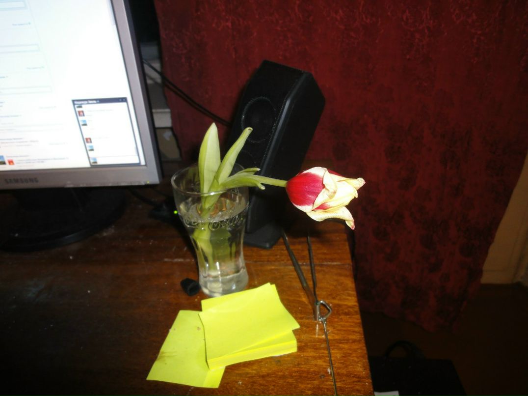 Александр Хилалов | Ярославль