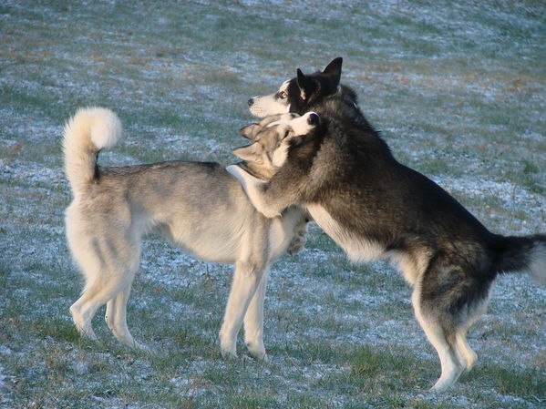 Сладкий Ноябрь | Киев