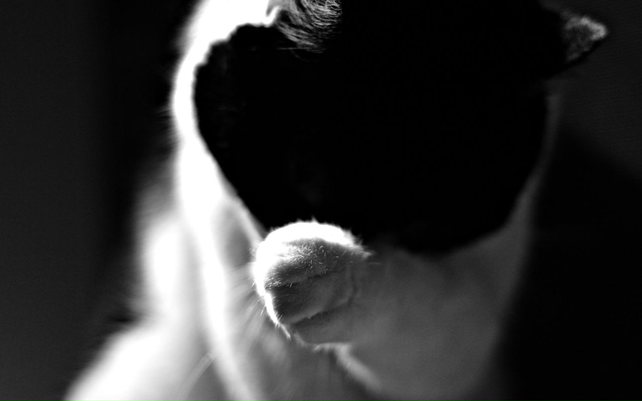 Владислав Лисин [FoX] | 