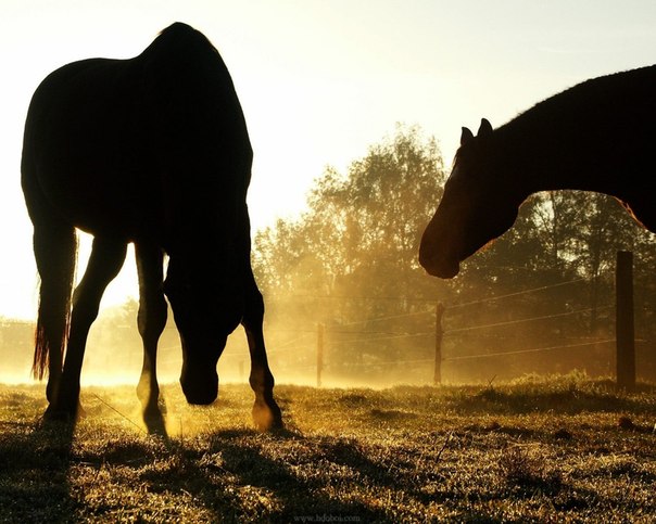 №108, Альона Фризская, Яготин №108, Альона Фризская, Яготин