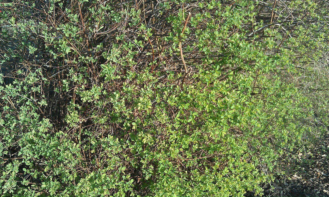 Дмитрий Шушпанов | Karlsruhe