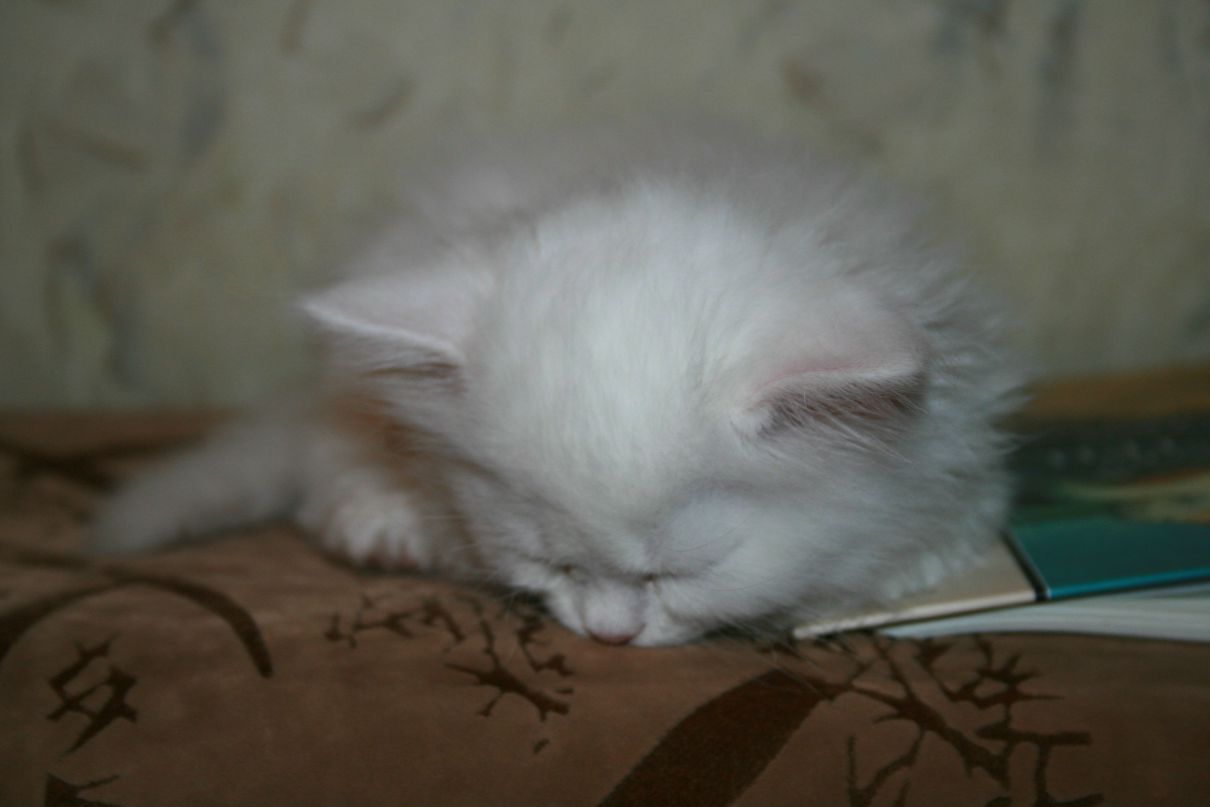 Кристина Саакян | Санкт-Петербург