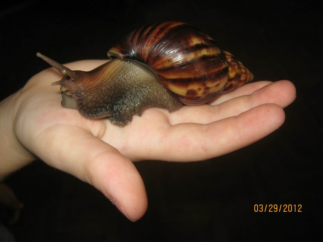 Елена Александрова | Санкт-Петербург