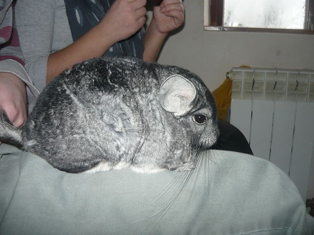 Ира Веренько Верочка | Черновцы