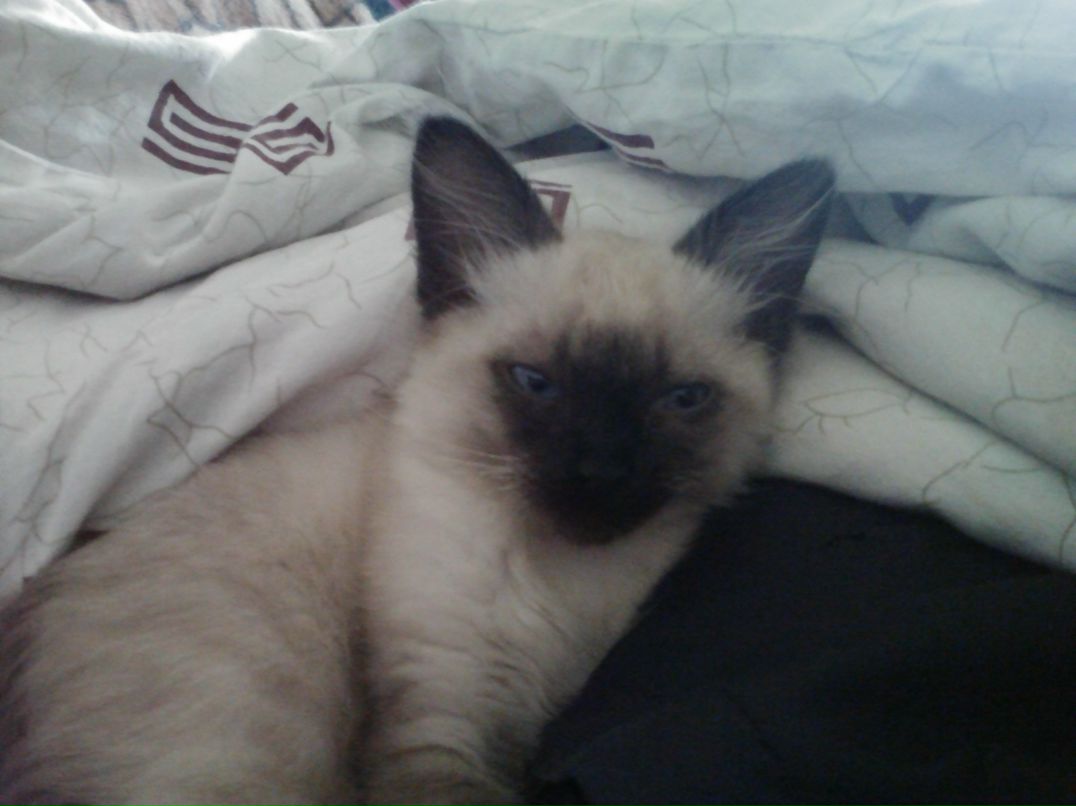 Николай Заблодский | Севастополь