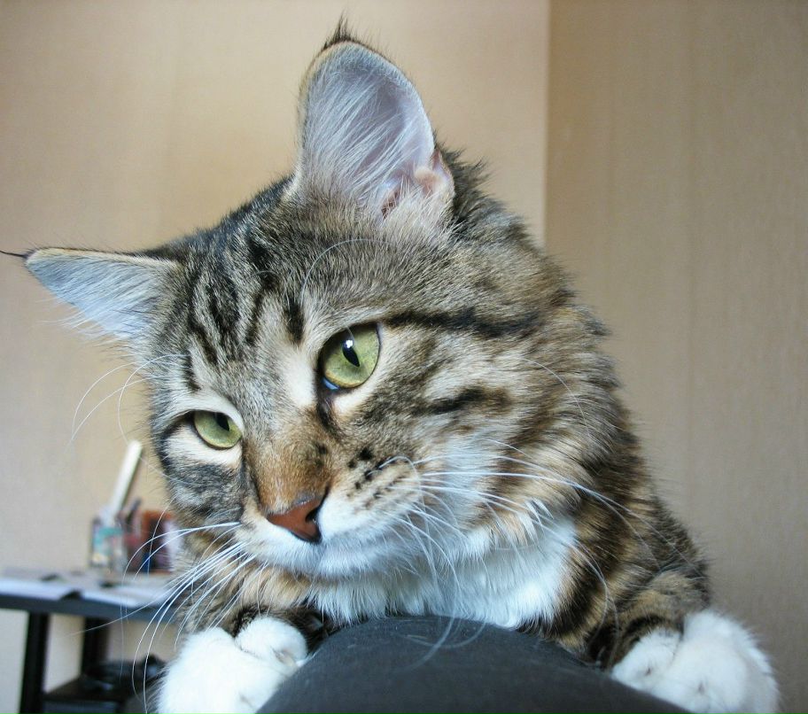 Маргарита Босых *puma* | Москва