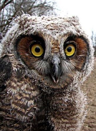 Сергей Аникин ۞WhispeR۞ | Новосибирск