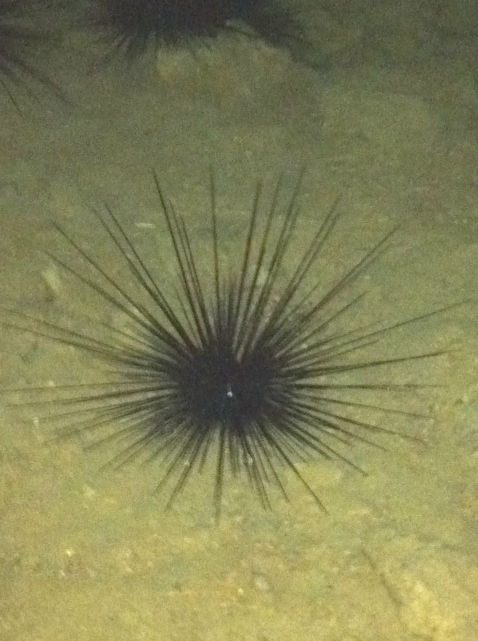 Вадим-S Тимчук MeyCry | Киев