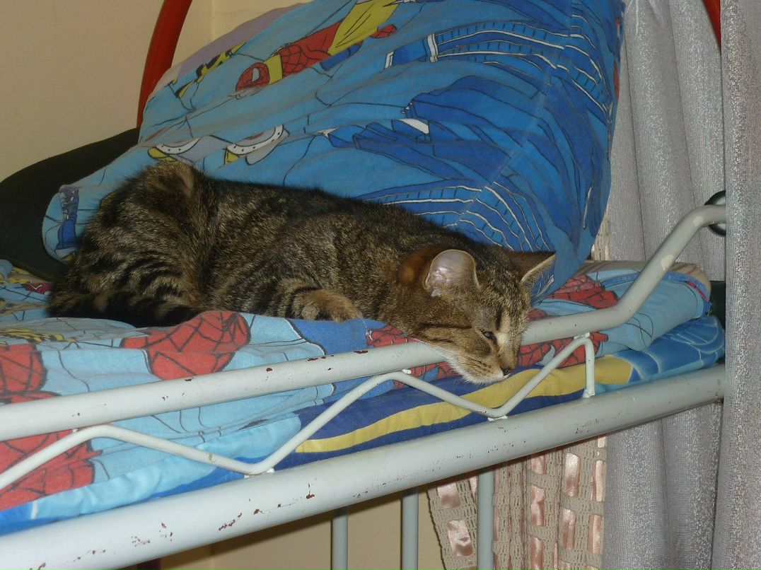 Константин Помазанов | Шебекино