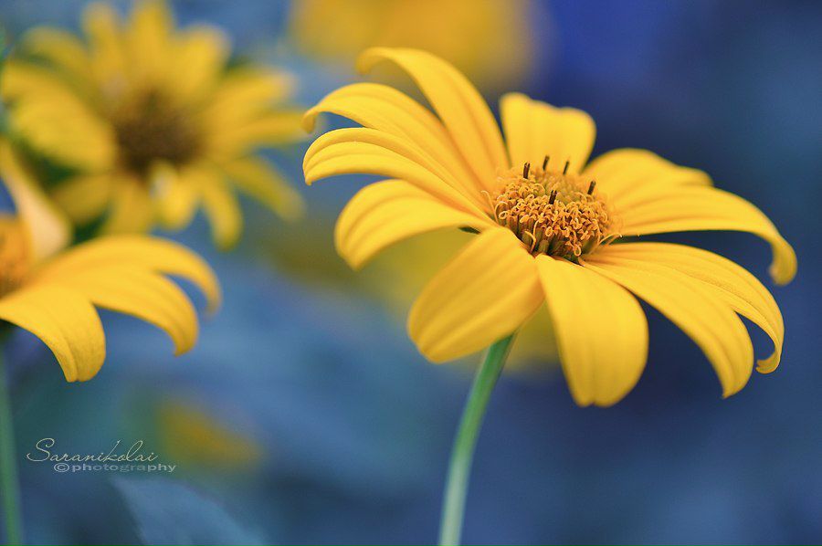 Валентина Плехова Seritta | 