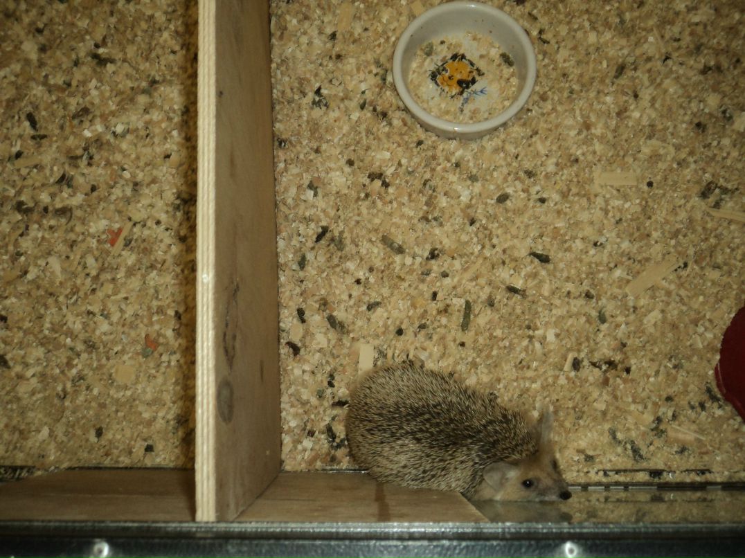 Вячеслав Трофимовский | Санкт-Петербург