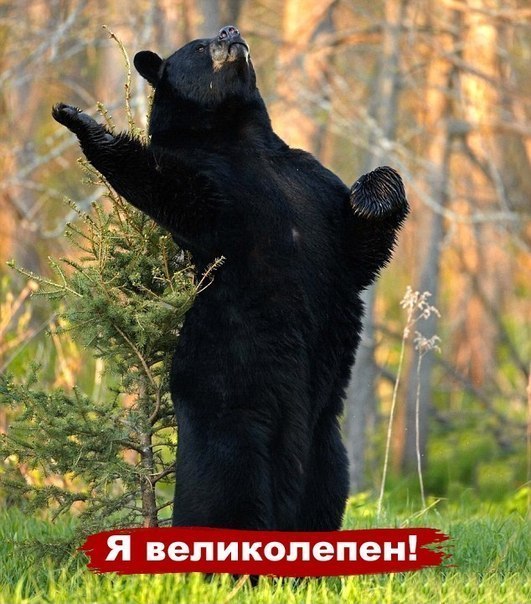 Михаил Козадой | Москва