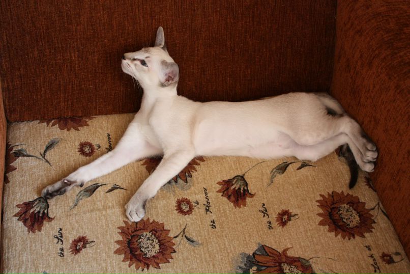 Тимофей Чудаков | Раменское