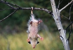 Сергей Скирда | 