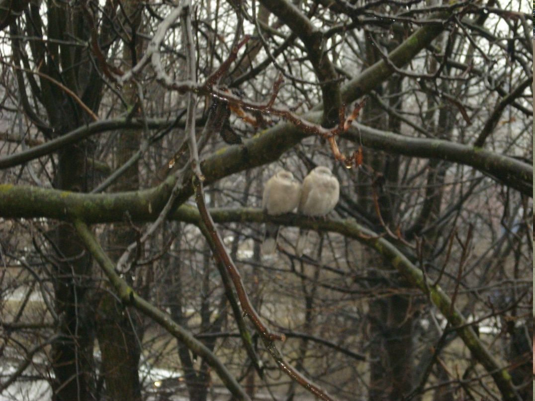 Христина Волонтир | Мукачево