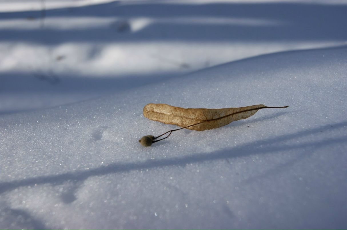 Мария Чудесникова Грейс | Москва