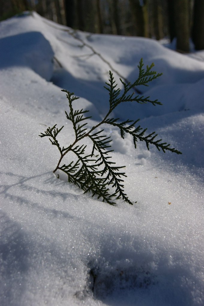 Мария Чудесникова Грейс | Москва