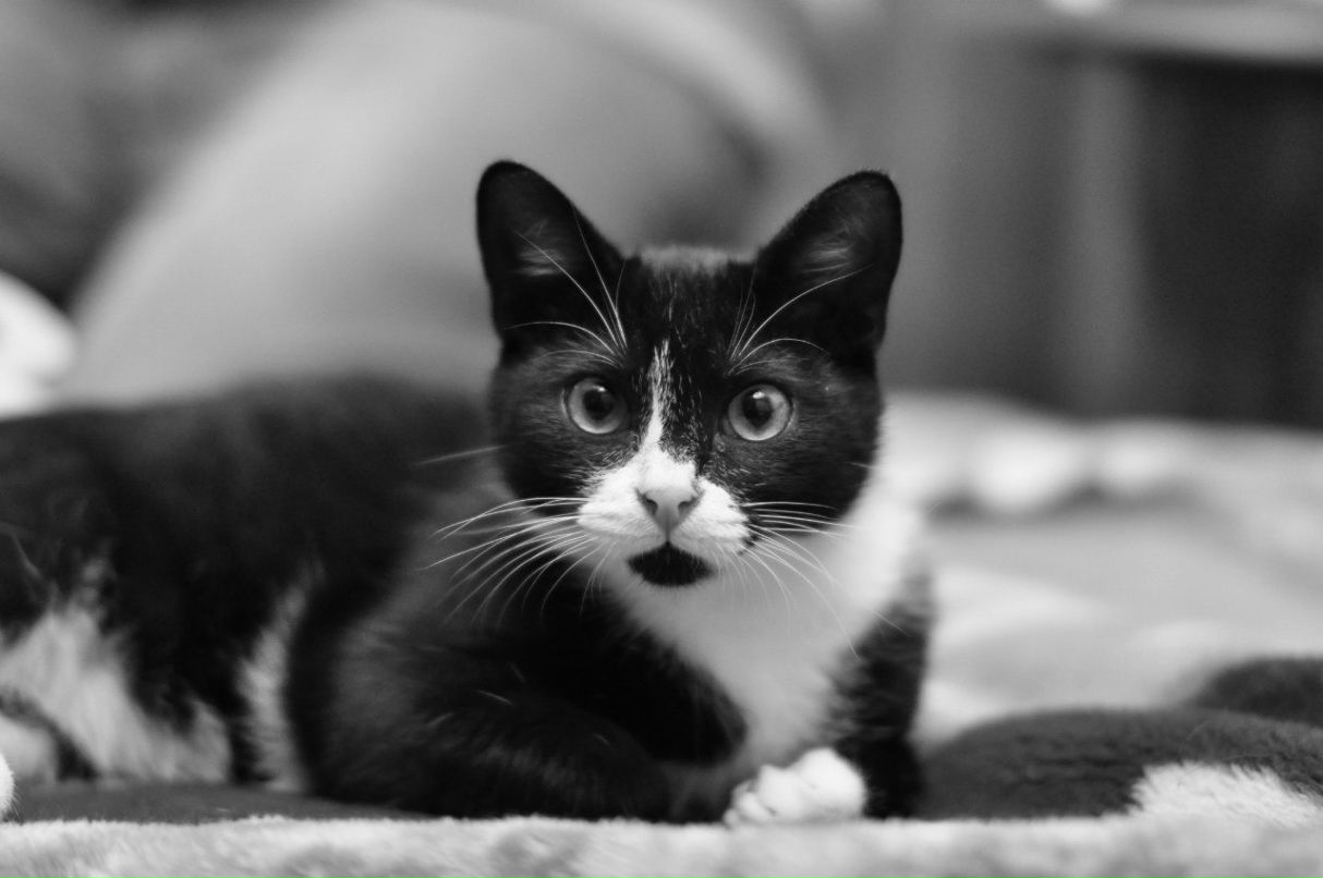 Гриша Стеценко | Санкт-Петербург