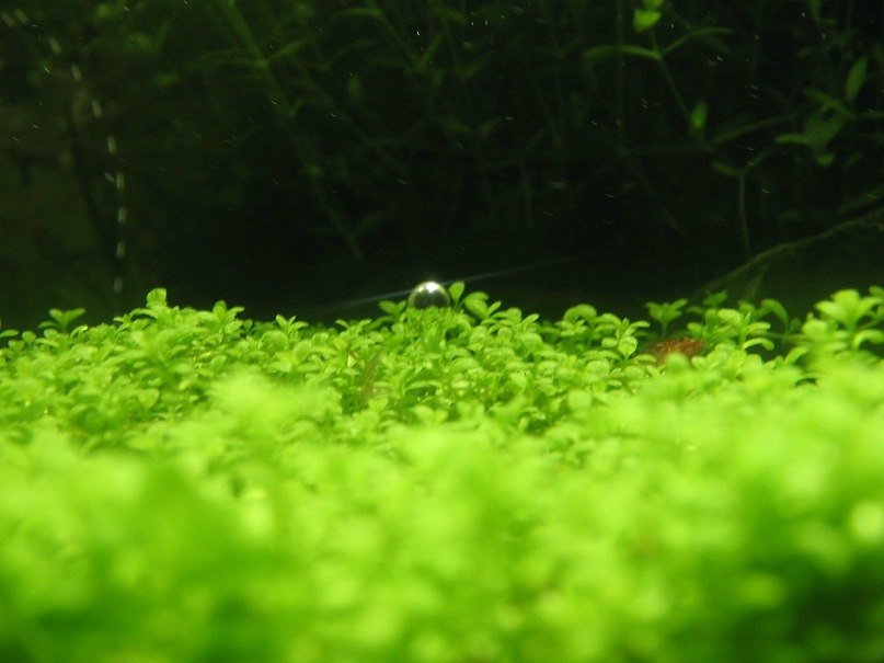 Зульфат Бабаев ℂ⋆ | Тюмень