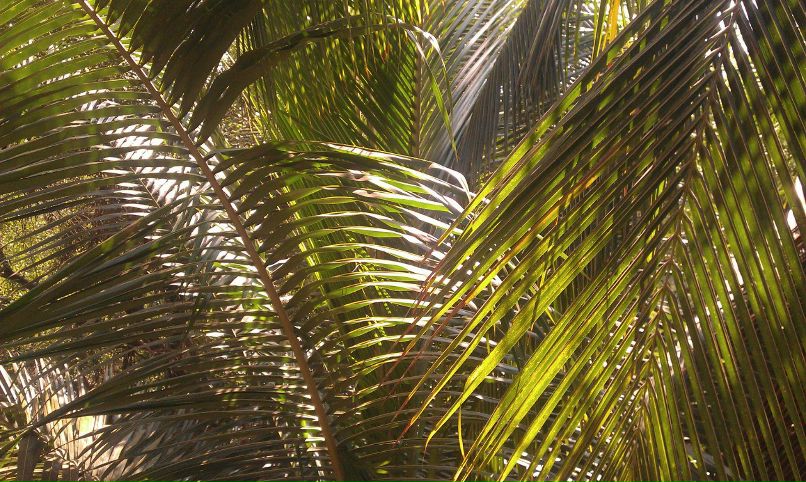 Марина Комарова Violet | Москва