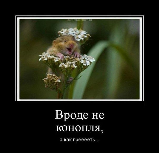 №26, Гриша Ковальчук, Гайсин №26, Гриша Ковальчук, Гайсин