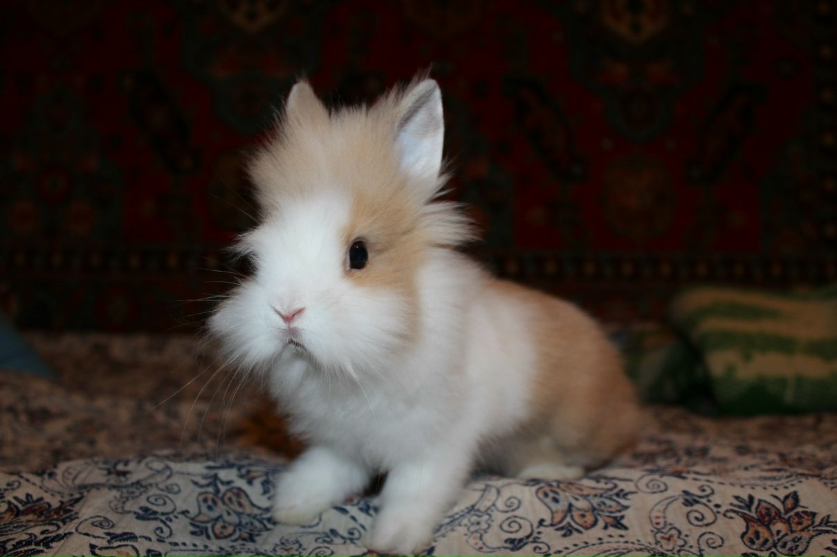 Світлана Чувілкіна | Оржица