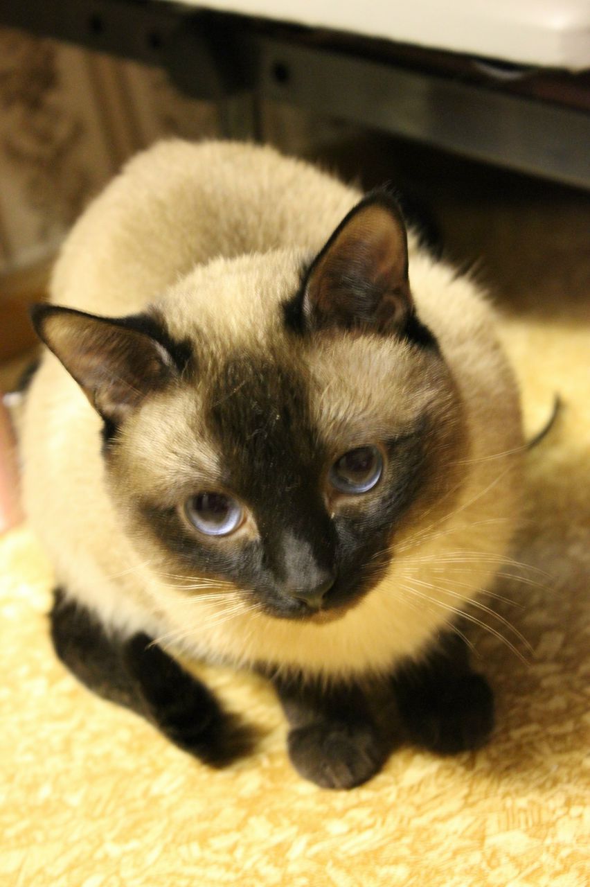 Александр Калашников | Воронеж