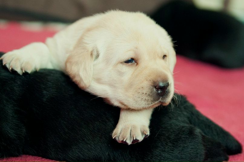 Катя Русь | Минск