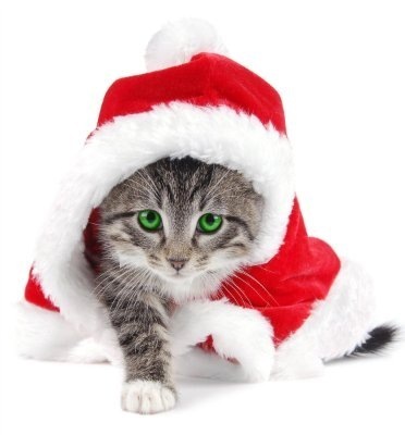 №22, Ольга Корявец, 32 года, Чернигов №22, Ольга Корявец, 32 года, Чернигов