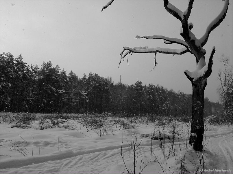 Андреа Nascimento | Москва