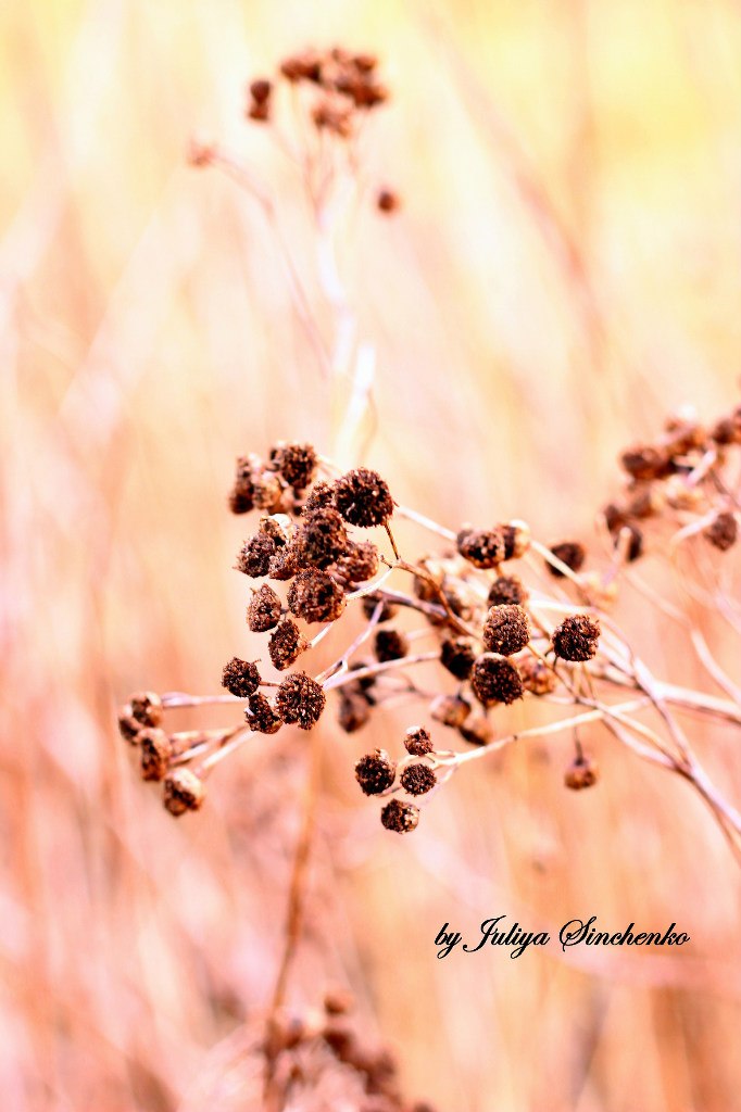 Юля Паламар | Emlichheim