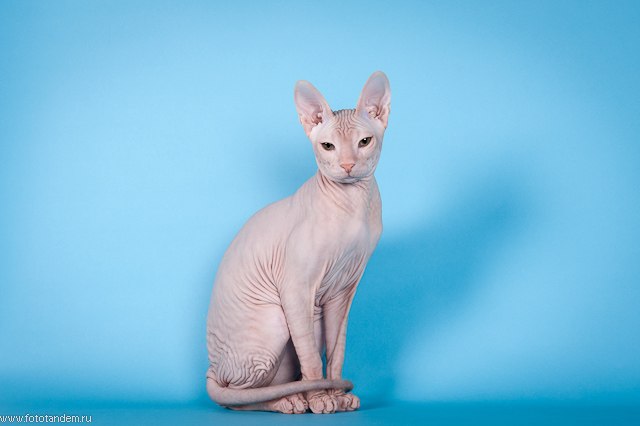 Анна Высоцкая | Томск