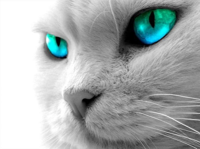 Валерий Шаропуто | Новосибирск