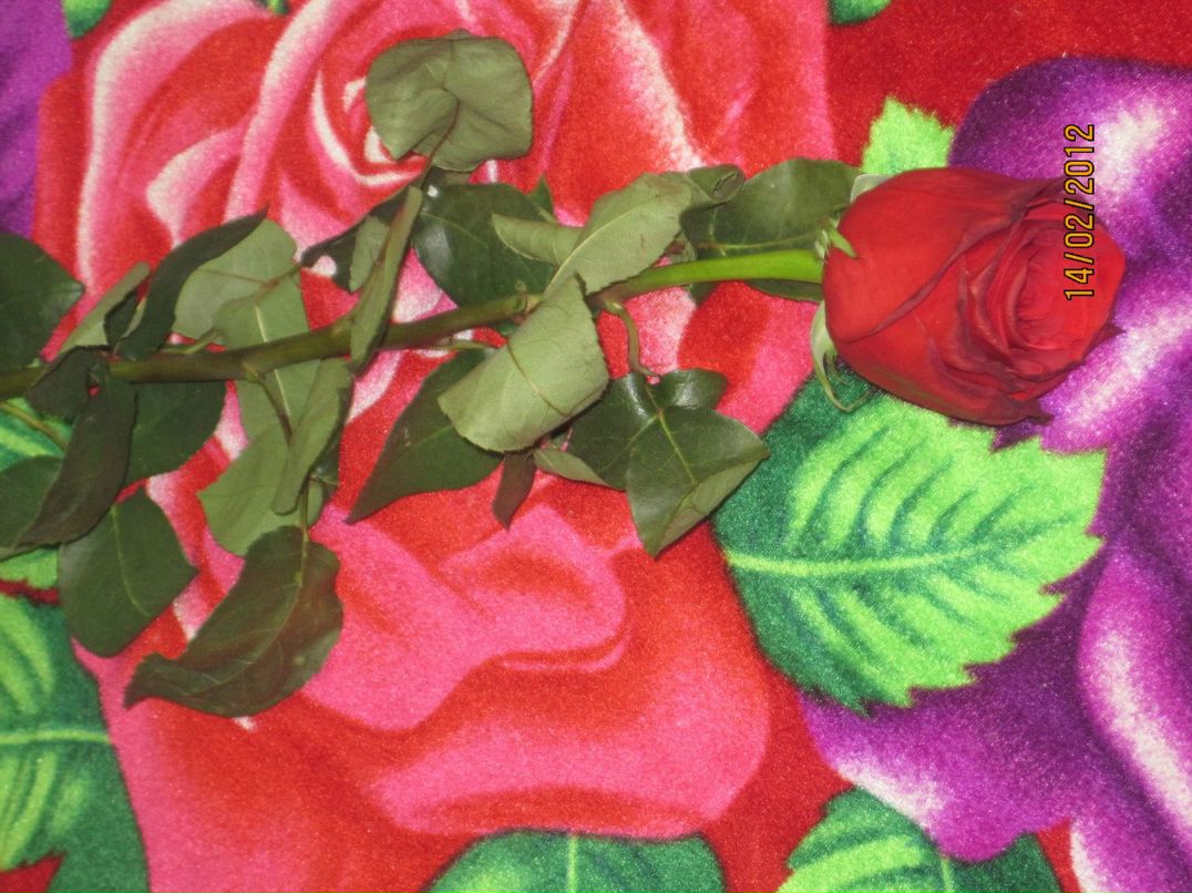 Анастасия Кунгурова | Семежево