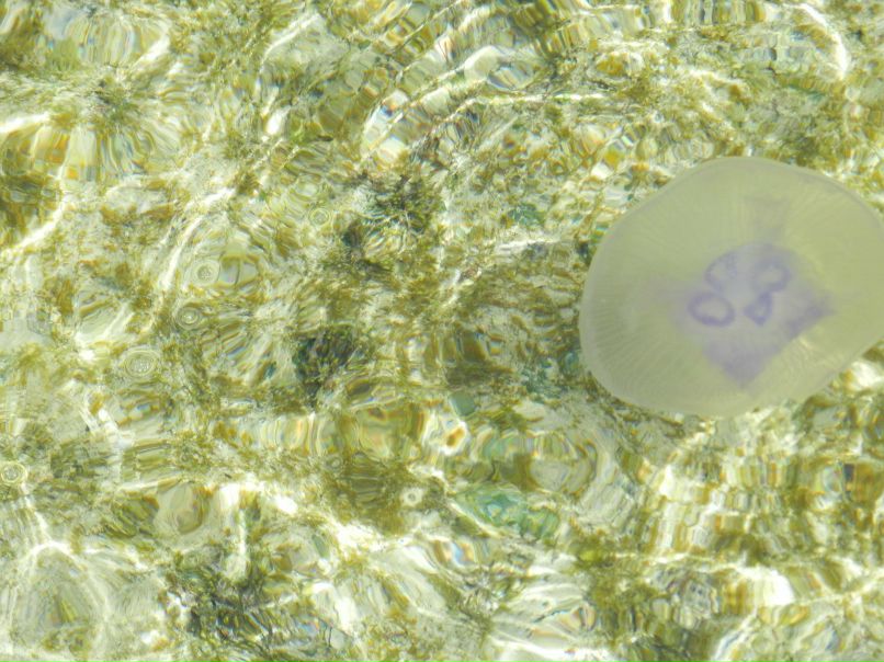 Катя Студеновская | Кремёнки