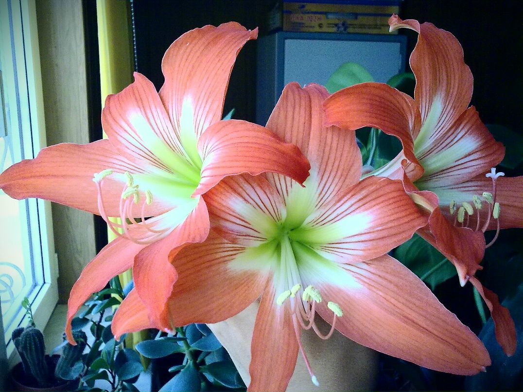 Регина Чёрная | Стерлитамак