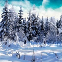 PsyWinterForest PsyWinterForest