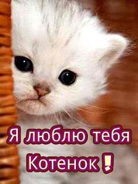 Картинка с надписью котенок я тебя люблю