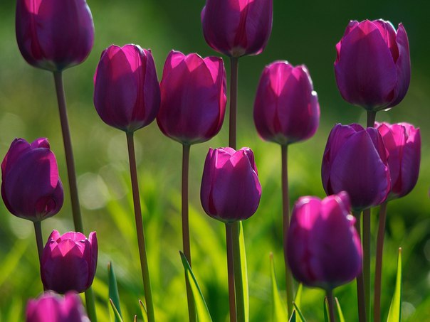 Людмила Шадрина, Россия, Омск